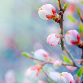 《花月夜》孟美岐：花月夜明月夜，月照花眠惹梦遣