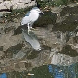 一只小鸟  芦苇花