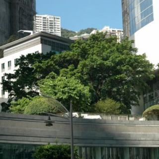 《香港：最贵的一棵树》普通话测试作品47号 作者：舒乙