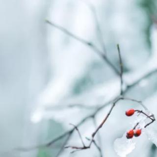 时光惊雪    文/雪小禅   诵/微风