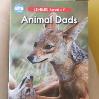 animal dads