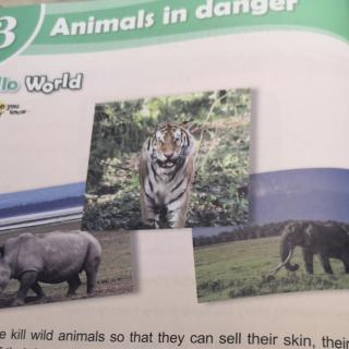 Lesson13 Animals in danger