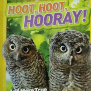 Hoot Hoot Hooray!