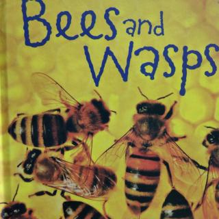 Bees And Wasps