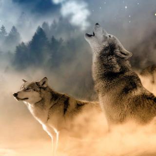小狗丹尼尔139：离开狼群丨动物西游