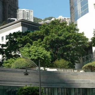 普测34 《香港:最贵的一棵树》舒乙