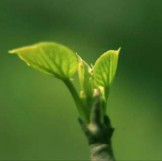 《感悟生命的绿色》烟雨苍茫