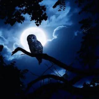【月夜下的猫头鹰】大自然动物白噪音