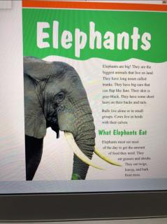 Elephant 大象🐘