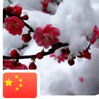 《在冬天的麦苗上，看到中国的春天》作者：阿紫 朗诵：梅花香