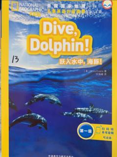 Dive   dolphin