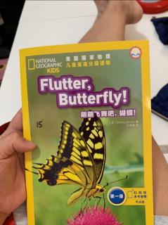 Flutter   butterfly