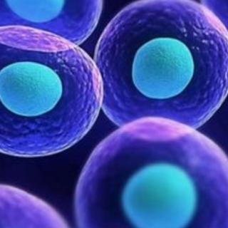 干细胞概述＿干细胞安全性