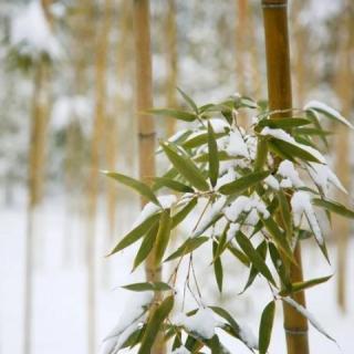 艳萍解读《雪竹》明.朱元璋