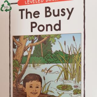 The Busy Pond