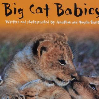 Big Cat-Big Cat Babies