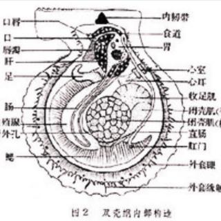 贝类双壳纲简介