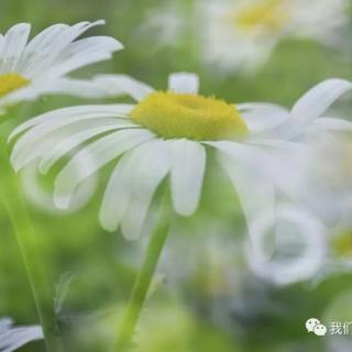 不问花开几许，只问浅笑安然