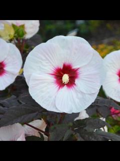 大花芙蓉葵月神