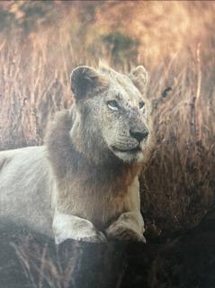 311 表妹带你游世界 ｜ 南非辛吉塔动物保护区