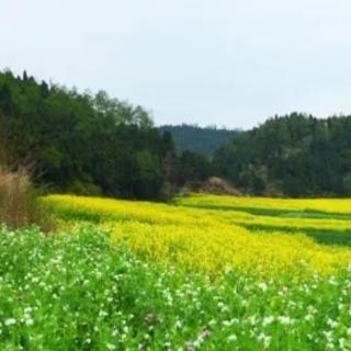 《土地情诗》舒婷