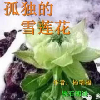 《孤独的雪莲花》作者：杨瑞福