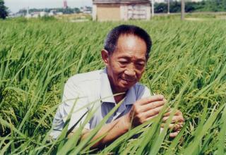 悼念袁隆平院士 作者｜晨曦 