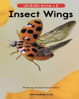 Insect Wings