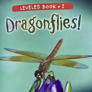 RAZ LevelI 204 - Dragonflies