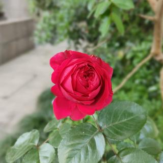 china roses