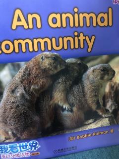 An animal community