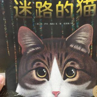 《迷路的猫》