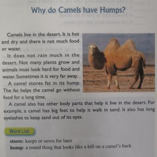 07 Why Do Camels have Humps?