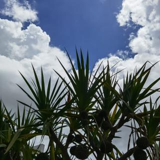 《多年以后》文／温泉哥哥  朗诵 碧空