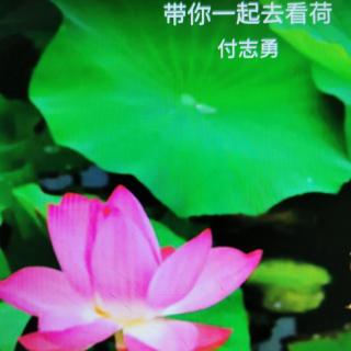 带你一起去看荷    付志勇