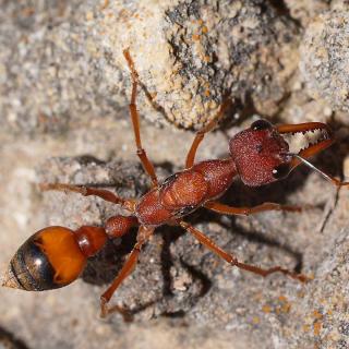世界上已知体型最大的蚂蚁：公牛蚁