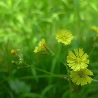 一枝带露的小草 作者：原野 朗诵：生如夏花