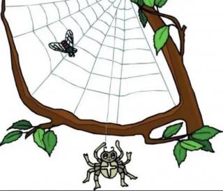 “知了知声”第九十五期故事《蜘蛛与网》🕷️