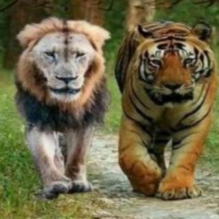 老虎🐯与狮子聊天