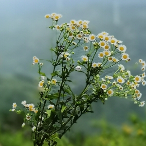 虞美人.春花秋月何时了