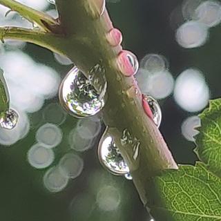 一棵期待爱情的树