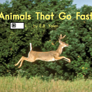 海尼曼GK音频69 Animals That go Fast