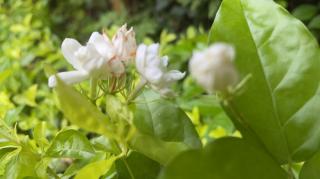 飘渺孤鸿《茉莉花》