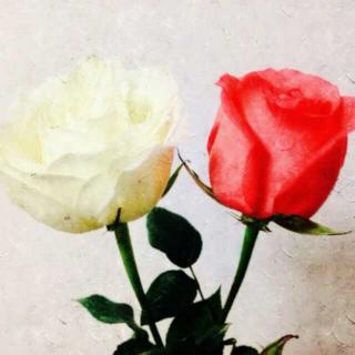6【亲爱的晚安】白玫瑰和红玫瑰
