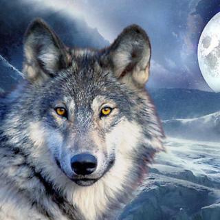 小狗丹尼尔119集狼之谷与狼石-重写版丨动物西游