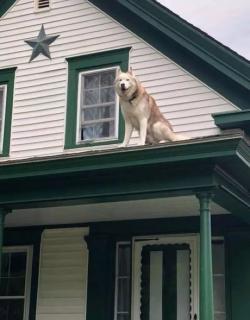 【双语晚安故事】-《睡在屋顶上的狗》-Ingenious escape.
