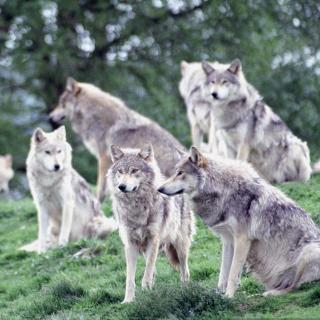 小狗丹尼尔122集 威廉家的六只狼-重写版丨动物西游