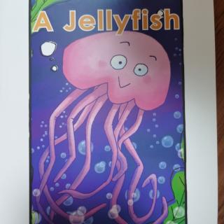 A jellyfish