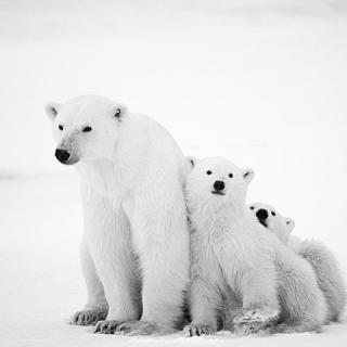 科普趣味阅读：气候变化威胁北极熊