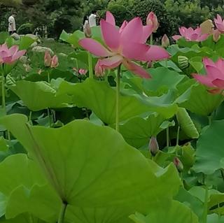 雨里思念你——莲花心/诗，梅花/朗读